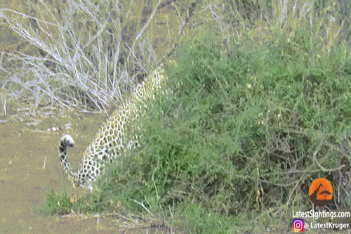 'Cười ra nước mắt' trước phiên bản 'Tom và Jerry' của báo đốm và cầy mangut