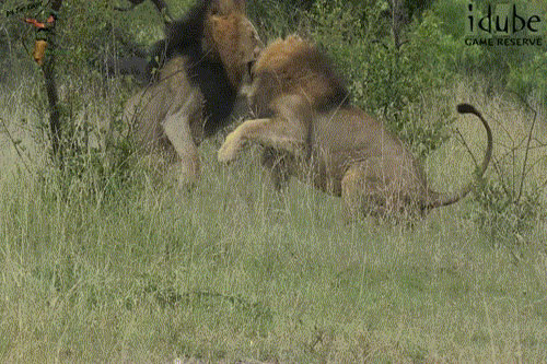 Sư tử đực 'điên tình', đánh nhau chí tử vì 'gái đẹp'