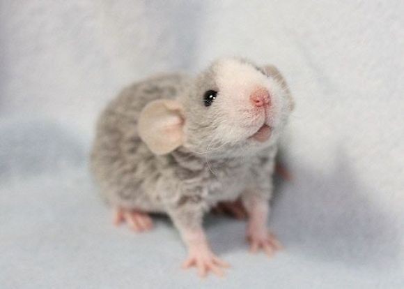 'Bật mí' những câu tục ngữ 'độc nhất vô nhị' về loài chuột