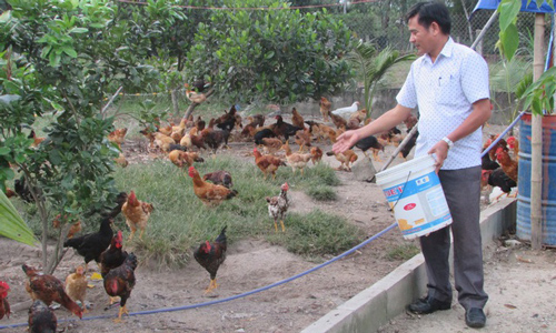 Nuôi gà lai thả vườn, “đút túi” 100 triệu đồng/năm