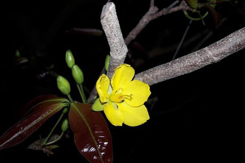 Ăn Tết nhà anh rể, cô gái gặp được người đàn ông như ý