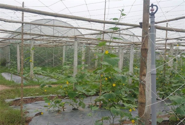 Mô hình trồng rau sạch an toàn rộng nhiều héc-ta của anh Dũng tại quê xã Khánh Thành.