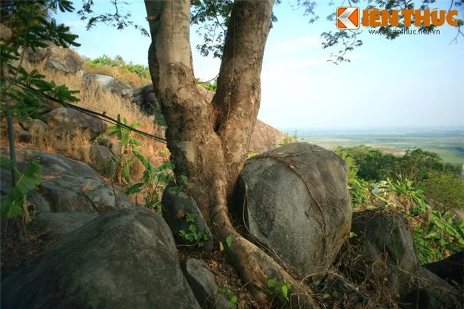 Cay co thu moc tu tang da khong lo toac doi hiem co o VN-Hinh-4