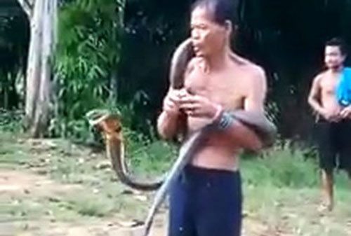 Bị cắn chết sau màn trình diễn trêu chọc hổ mang chúa