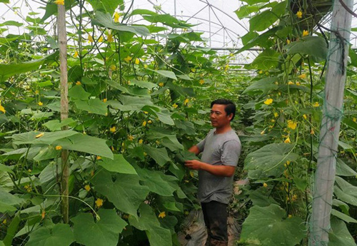 Bỏ lương tháng chục triệu, Dũng "khùng" kiếm tiền tỷ từ trồng rau