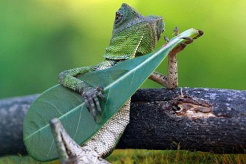 Những bức ảnh ngộ nghĩnh khiến bạn "phì cười" vì liên tưởng đến cái khác