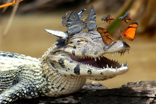 Cá sấu cười sung sướng khi bướm xinh đậu lên mặt