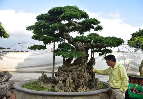 Khách trả 1 triệu USD đổi lấy cây sanh cổ, chủ nhân quyết không bán