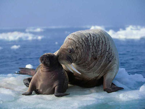 Top 10 loài động vật mang thai lâu nhất thế giới