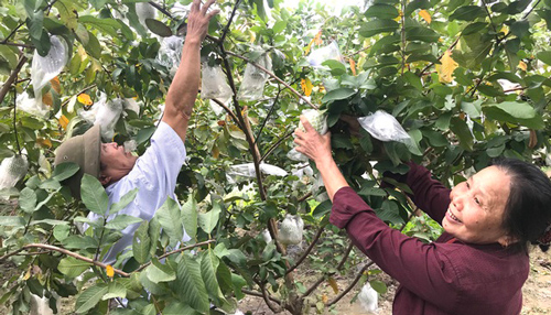 "Nhức mắt” trước vườn ổi hơn trăm triệu đồng/năm của lão nông Hà Tĩnh