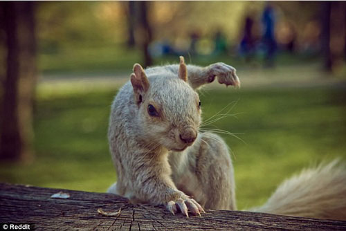 'Giật mình' trước chú sóc 'bá đạo' nhất quả đất!