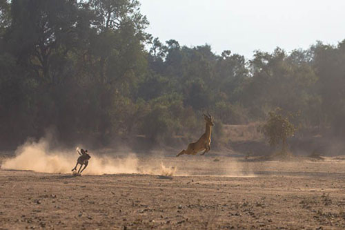Sức mạnh 'kinh hồn' của 'thợ săn tốc độ' khét tiếng ở châu Phi