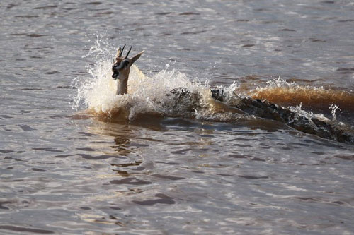 Ảnh động vật: Linh dương thi bơi tốc độ với cá sấu khủng