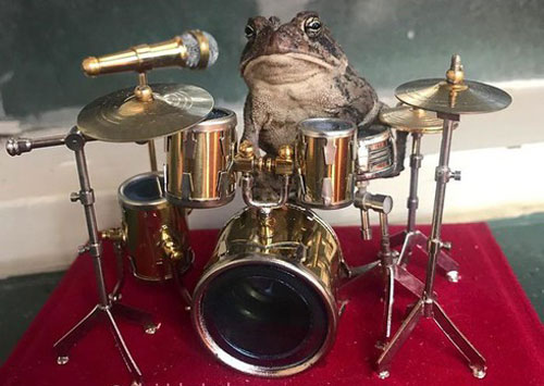 Cuộc sống sang chảnh của "Hoàng tử cóc" gây sốt cộng đồng mạng