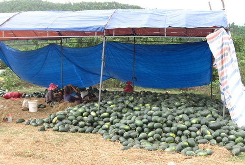 Giá dưa hấu chỉ còn 1.000 đồng/kg