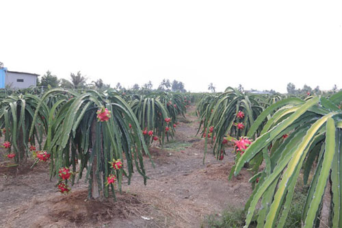 Tác động do dịch nCoV: Thanh long chín rộ, thương lái không mua, giá rớt thảm
