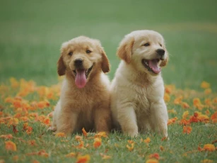 Nuôi những con vật này trong nhà, gia chủ giàu chóng mặt, đếm tiền mỏi tay