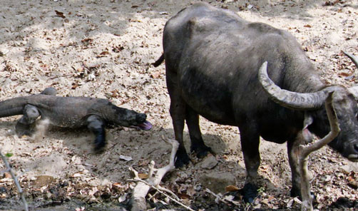 Giải mã cú đớp của rồng Komodo: "Nhẹ tênh" mà lại khiến cả trâu nước lăn ra chết