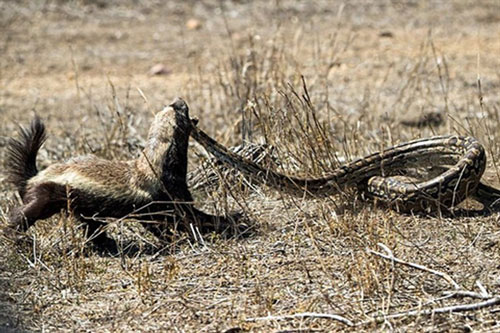Lửng mật ra đòn hiểm, xơi tái trăn châu Phi khổng lồ