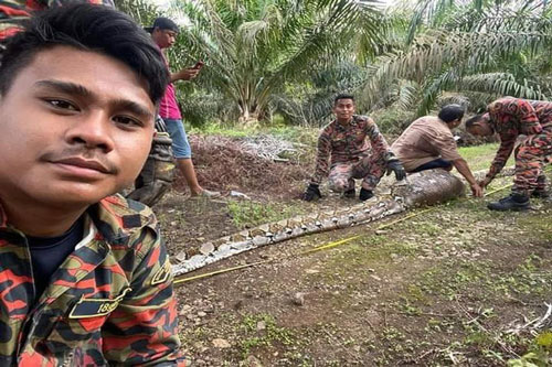 Ăn no 'phè phỡn, trăn' khổng lồ nằm vật giữa đường và kết