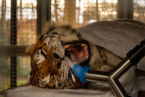 Cận cảnh màn nhổ răng hổ Siberia nặng 193 kg