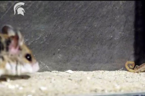 Đại chiến nảy lửa giữa chuột và bọ cạp