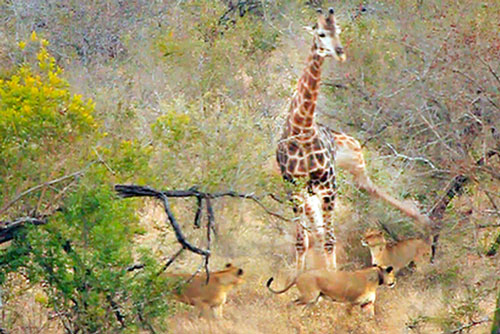 Sư tử rủ nhau tấn công hươu cao cổ và nhận cái kết "trời giáng"