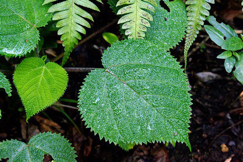 Loài cây lạ lùng có khả năng khiến nạn nhân như bị tạt axit và điện giật