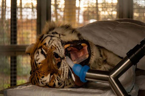 Nhổ răng hổ Siberia nặng 193 kg
