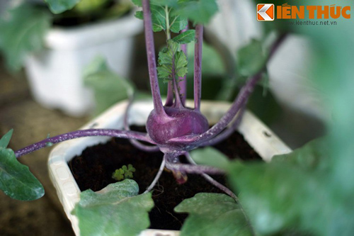 Soi loạt rau, hoa, củ, quả 'độc, lạ' gây 'sốt' ở Đà Lạt