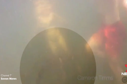 Cá sấu "khủng" tấn công một gia đình đang tắm