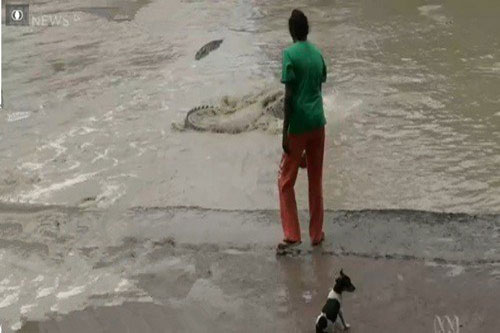 Bị người phụ nữ cầm dép dọa phang, cá sấu 'tủi nhục' quay gót