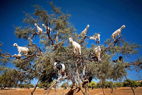 'Trố mắt' với kỹ thuật trèo cây siêu đỉnh của dê