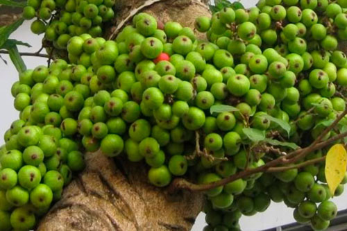 Bài thuốc từ quả sung chữa đau bao tử hiệu quả ngay lập tức