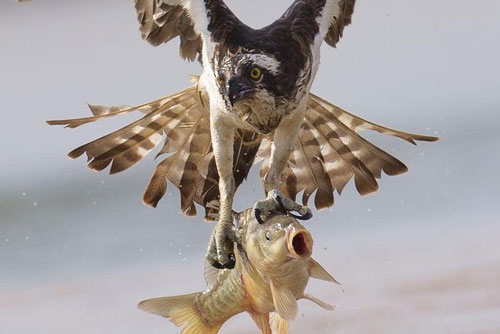 'Lặng người' xem màn săn mổi đỉnh cao của chim ưng biển