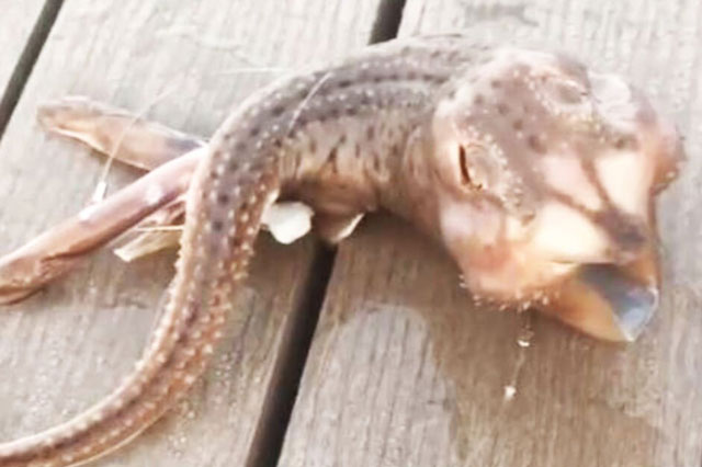 Chiêm ngưỡng ‘quái cá’ có hình thù như sinh vật ngoài hành tinh