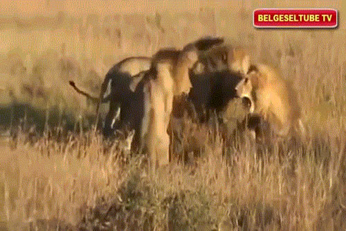 Anh em sư tử hợp sức 'lật đổ' sư tử đầu đàn kịch tính như phim hành động