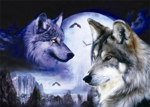 1001 thắc mắc: Tại sao chó sói - sát thủ rừng xanh hay hú vào ban đêm? - ảnh 1
