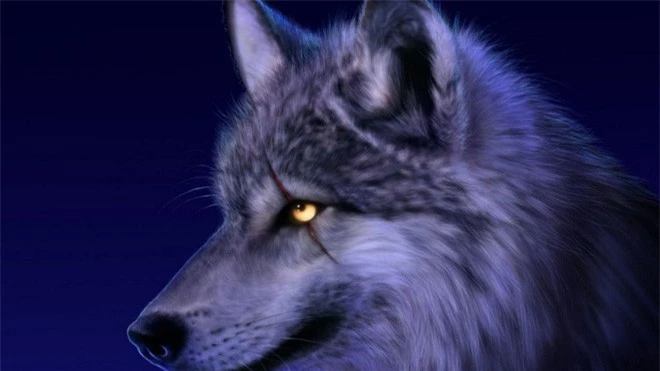 1001 thắc mắc: Tại sao chó sói - sát thủ rừng xanh hay hú vào ban đêm? - ảnh 2