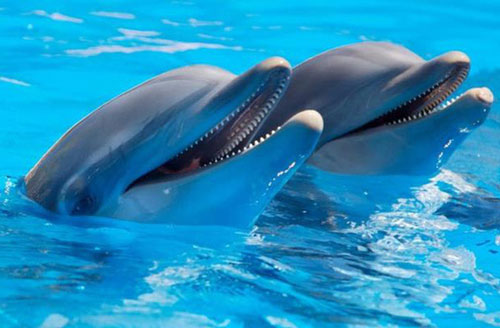 1001 chiêu 'thả thính, tán tỉnh' của động vật