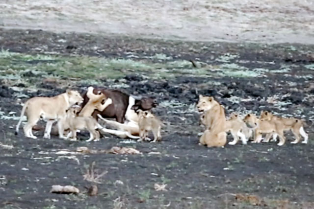‘Lạnh gáy’ trước cảnh bầy sư tử ‘dày vò’ trâu rừng để dạy con cách săn mồi