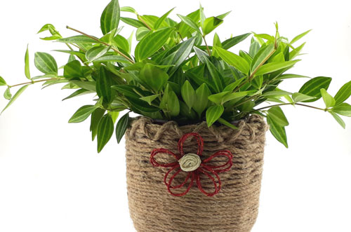 Trồng cây này trong nhà, chỉ sau 1 đêm tiền bạc ùn ùn kéo đến, đuổi sạch hết vân