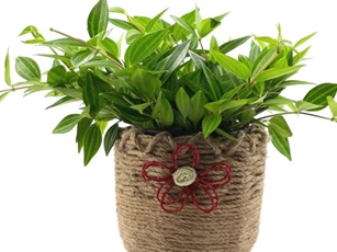 Trồng cây này trong nhà, chỉ sau 1 đêm tiền bạc ùn ùn kéo đến, đuổi sạch hết vân