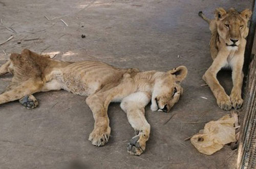 Choáng với hình ảnh đàn sư tử trơ xương trong sở thú Sudan