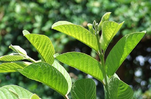 Lấy 1 nắm lá ổi rồi làm theo cách này, hôi nách nặng đến mấy cũng phải hết vĩnh viễn