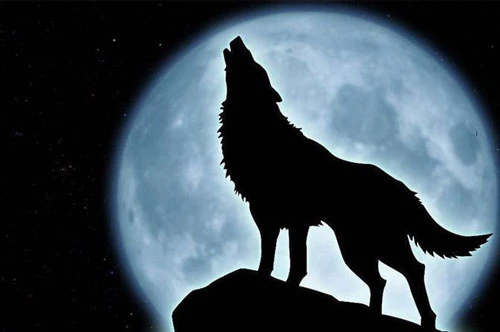 Tiếng hú của chó sói trong đêm là để tụ tập bầy đàn.