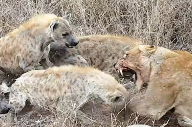 Sư tử bỏ chạy ‘trối chết’ vì bị bầy linh cẩu ‘đánh hội đồng’