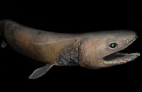 Cá mập hiện đại có thân hình to lớn, nhưng tổ tiên 360 triệu năm trước của chúng lại trông rất giống loài lươn