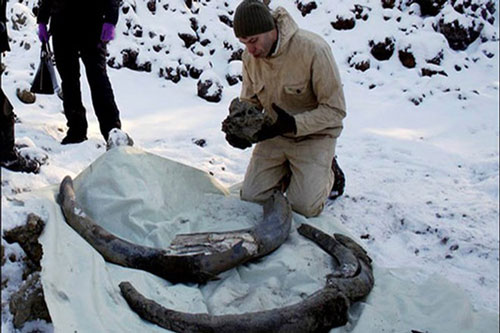 Tình cờ phát hiện ngà voi ma mút khổng lồ 10.000 năm tuổi