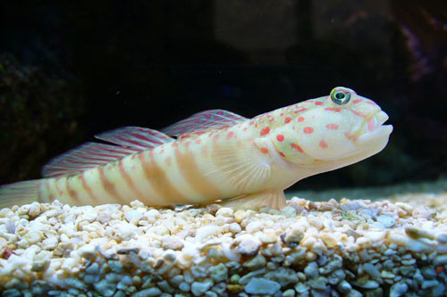 Những khám phá 'hiếm có khó tin' về loài cá bống